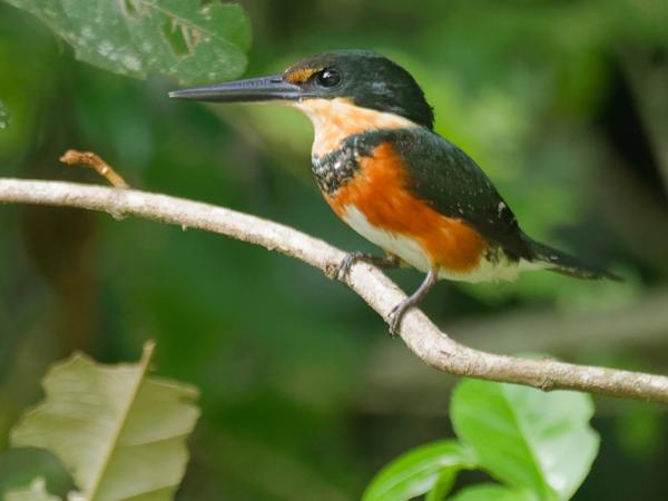 <h3><a href="/trips/costa-rica/biota/animalia/chordata/aves/037 coraciiformes/003 alcedinidae/chloroceryle aenea/chloroceryle aenea-nl.html">Chloroceryle&nbsp;aenea</a> / American&nbsp;pygmy&nbsp;kingfisher / Groene&nbsp;dwergijsvogel</h3>OM-1 Mark II met M.300mm F4.0 + MC-14, 1/500 sec  bij F5.6, ISO 10000, afstand 10.1&nbsp;m